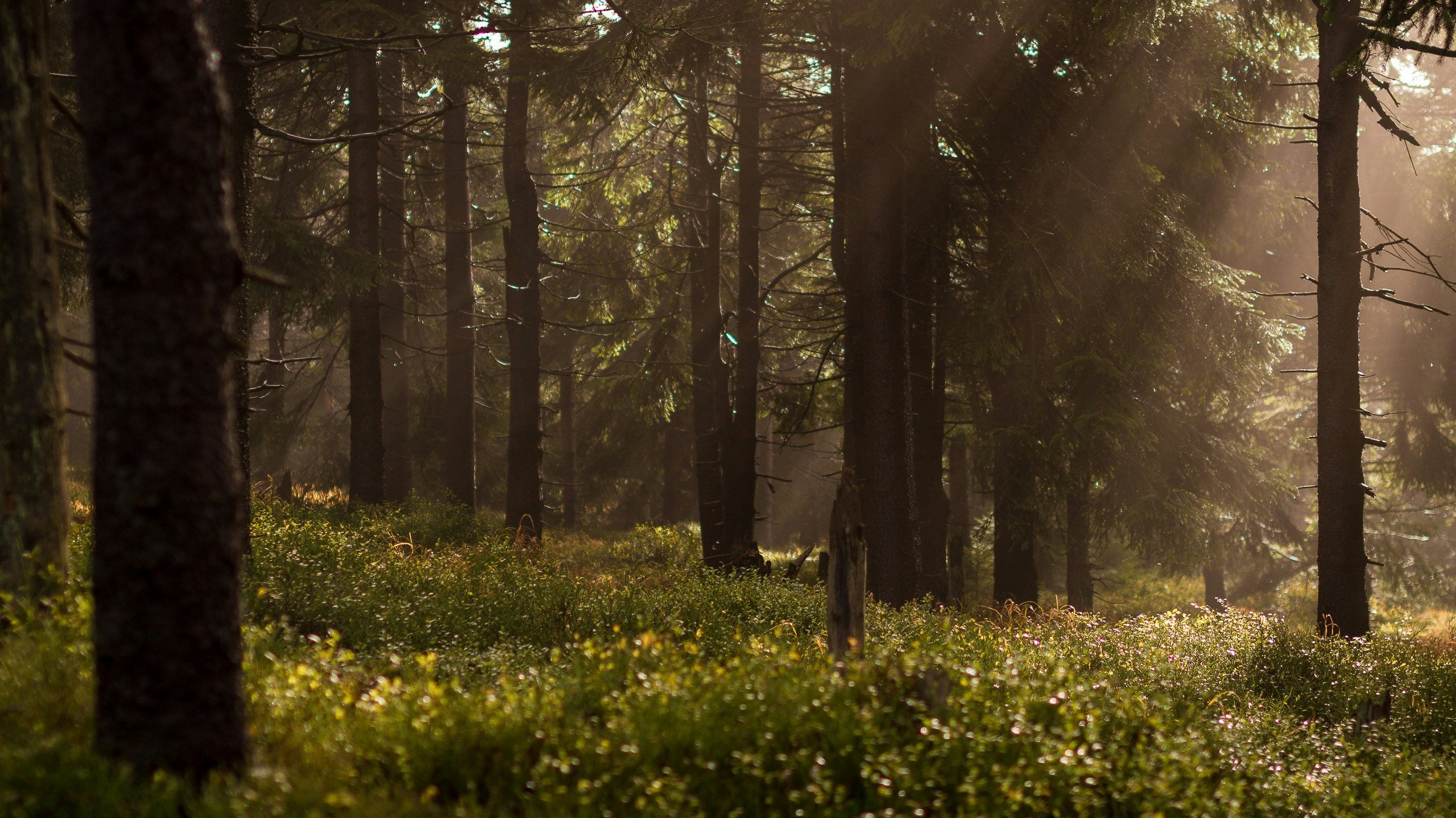 Savory Woods
