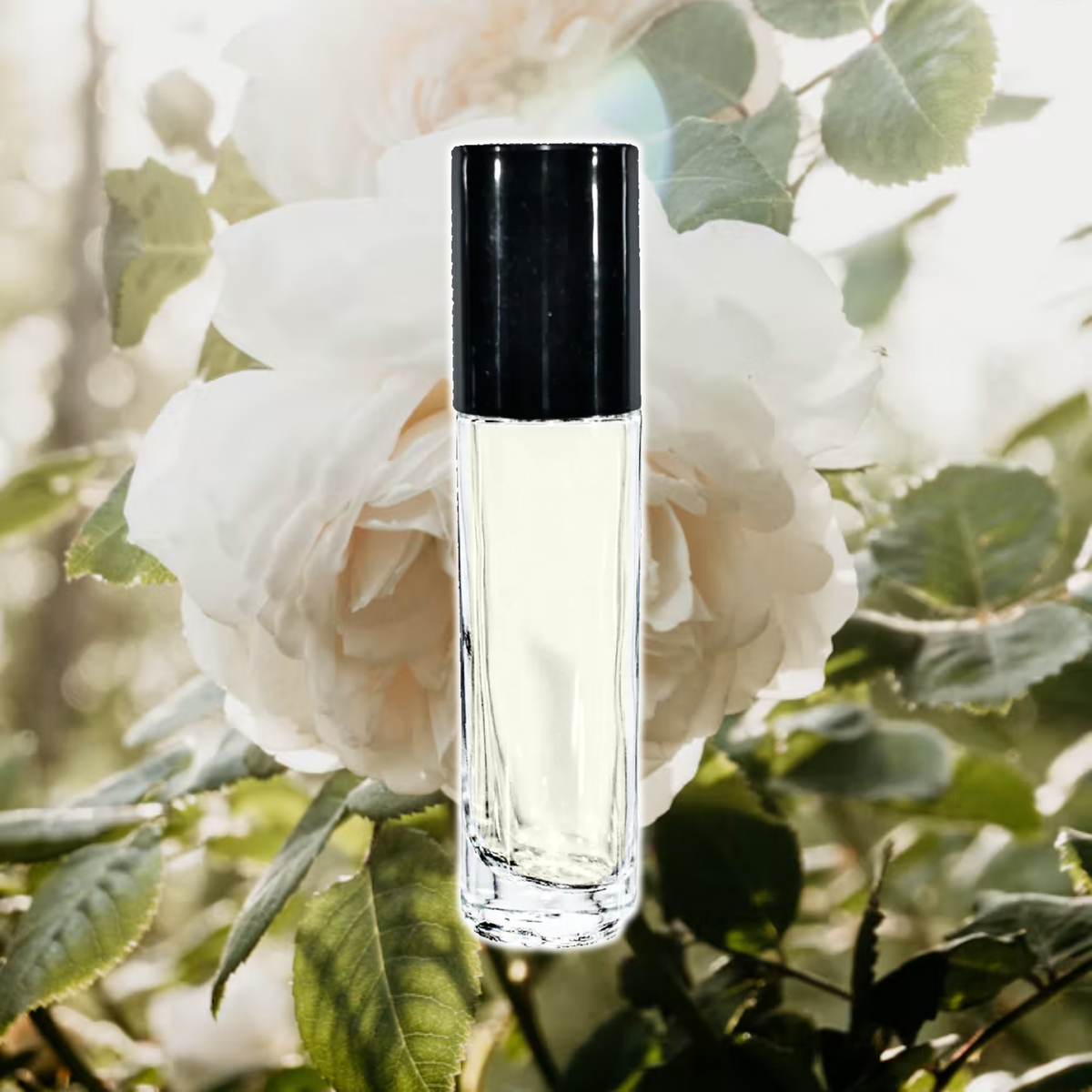 White Rose Blossom